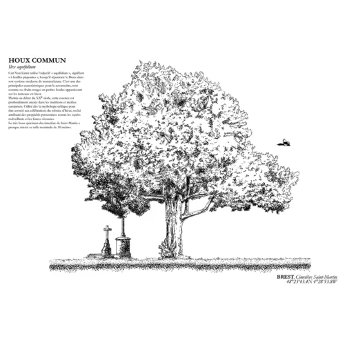 Affiche A3 dessinée à la main par Paul Lornet : arbre remarquable "Houx Commun" (Ilex aquifolium), situé au cimetière St-Martin (Brest). Impression noir et blanc en risographie.