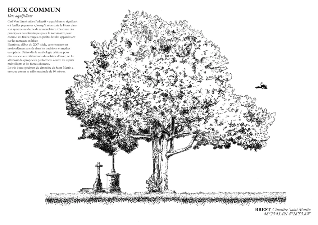 Affiche A3 dessinée à la main par Paul Lornet : arbre remarquable "Houx Commun" (Ilex aquifolium), situé au cimetière St-Martin (Brest). Impression noir et blanc en risographie.
