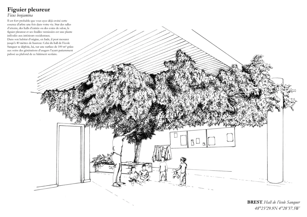 Affiche A3 dessinée à la main par Paul Lornet : arbre remarquable "Figuier Pleureur" (Ficus benjamina), situé à l’École Sanquer (Brest). Impression noir et blanc en risographie.