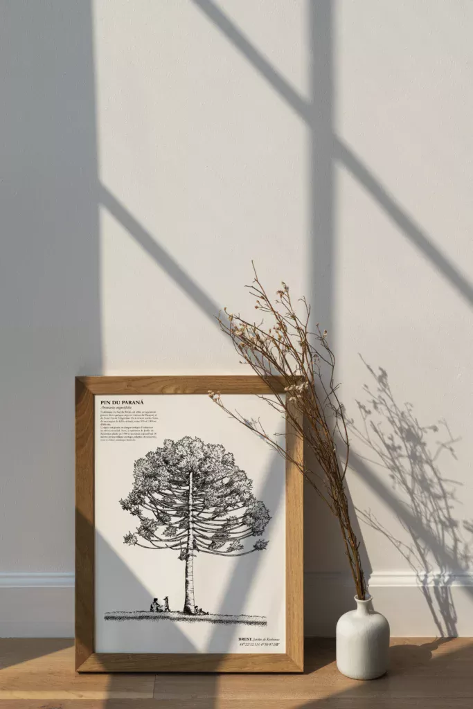 Affiche A3 dessinée à la main par Paul Lornet : arbre remarquable "Pin du Paraná" (Araucaria Angustifolia), situé au Jardin de Kerbonne à Brest. Impression noir et blanc en risographie.