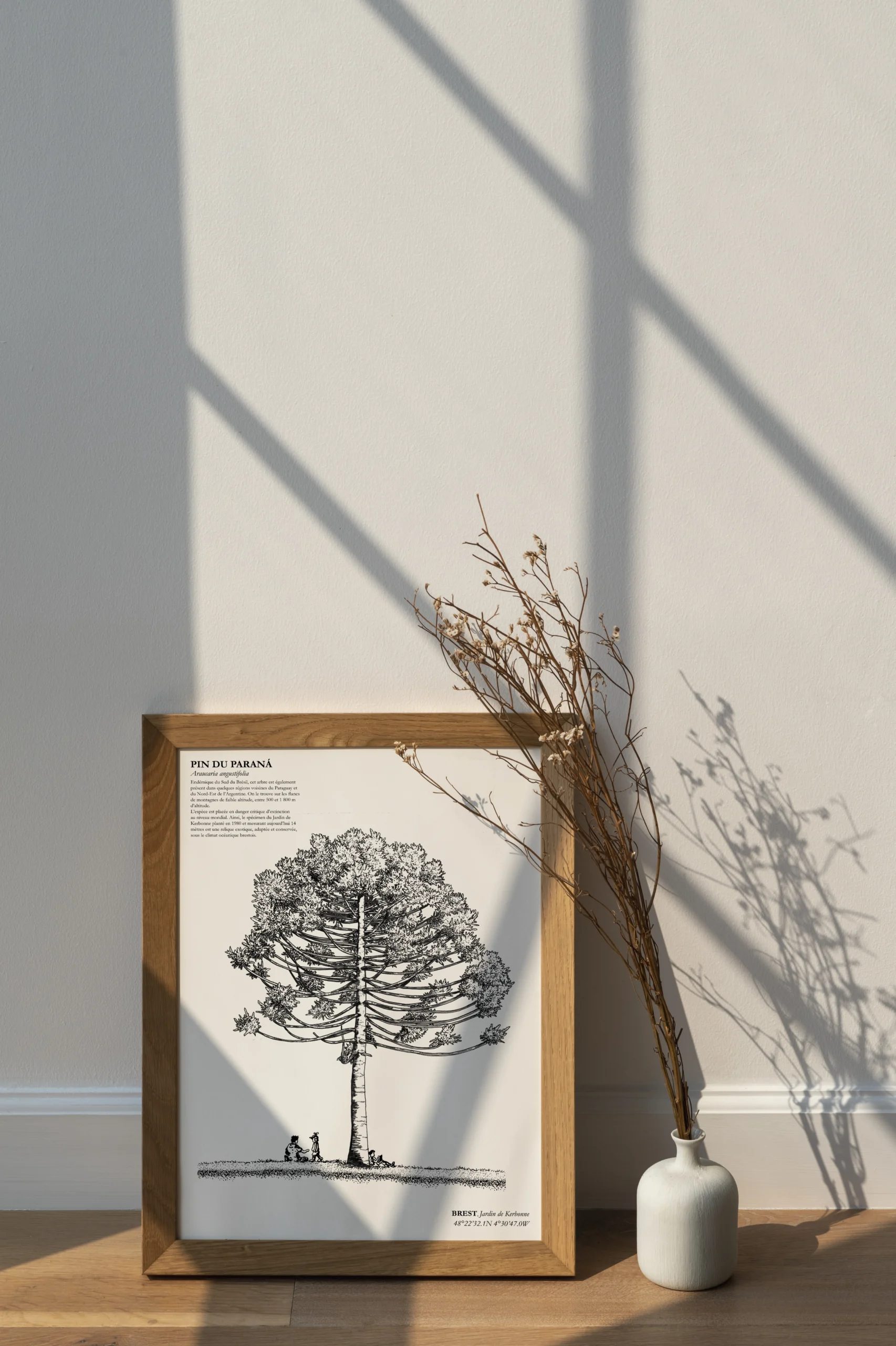 Affiche A3 dessinée à la main par Paul Lornet : arbre remarquable "Pin du Paraná" (Araucaria Angustifolia), situé au Jardin de Kerbonne à Brest. Impression noir et blanc en risographie.