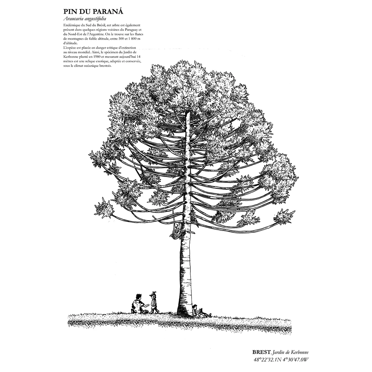 Affiche A3 dessinée à la main par Paul Lornet, représentant un arbre remarquable : le Pin du Paraná (Araucaria Angustifolia), situé au Jardin de Kerbonne à Brest, en noir et blanc, imprimée en risographie.