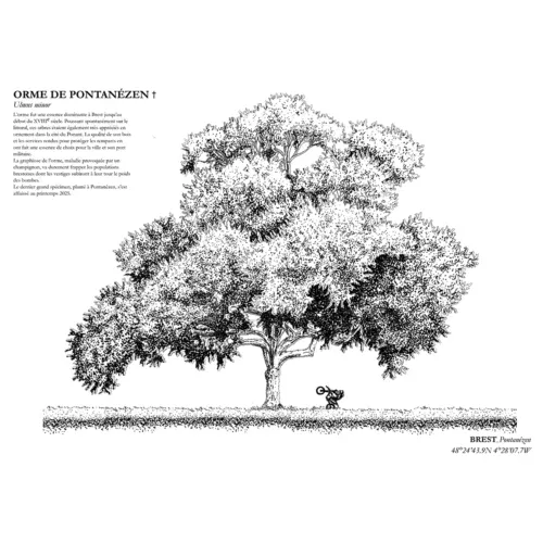 Affiche A3 dessinée à la main par Paul Lornet : arbre remarquable "Orme de Pontanézen" (Ulmus minor), situé à Pontanézen (Brest). Impression noir et blanc en risographie.