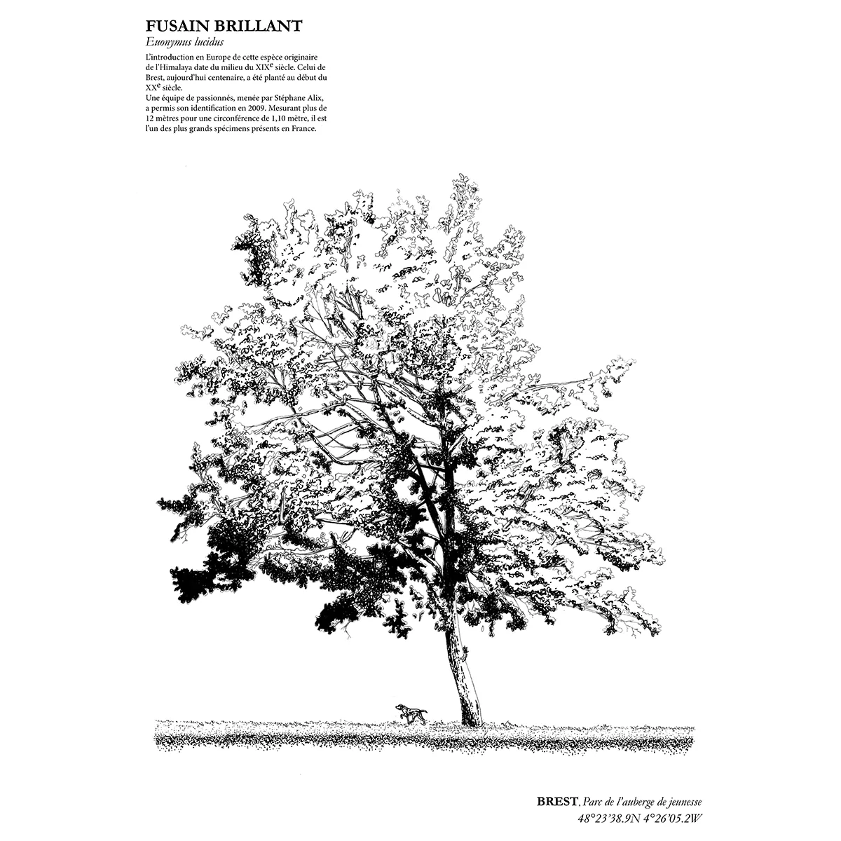 Affiche A3 dessinée à la main par Paul Lornet : arbre remarquable "Fusain Brillant" (Euonymus lucidus), situé au Parc de l’auberge de jeunesse – Moulin Blanc (Brest). Impression noir et blanc en risographie.