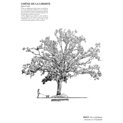 Affiche A3 dessinée à la main par Paul Lornet : arbre remarquable "Chêne de la Liberté" situé Place de Quilbignon à Saint-Pierre (Brest). Impression noir et blanc en risographie.