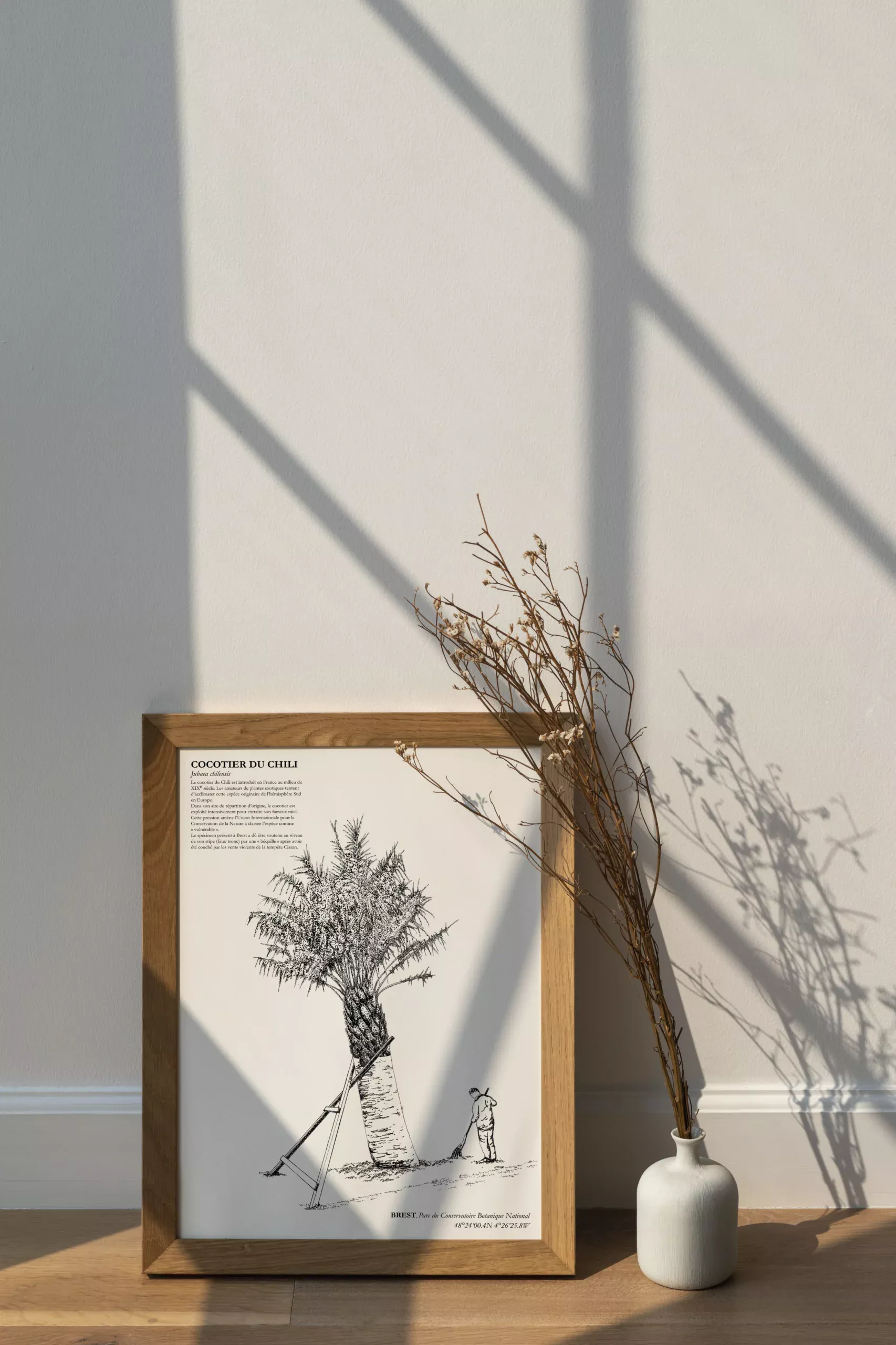 Affiche A3 dessinée à la main par Paul Lornet : arbre remarquable "Cocotier du Chili" (Jubaea chilensis), situé au Parc du Conservatoire Botanique National de Brest. Impression noir et blanc en risographie.
