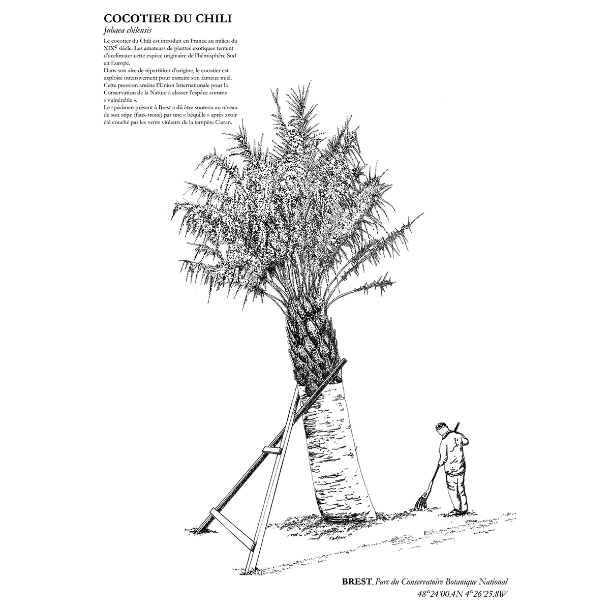 Affiche A3 dessinée à la main par Paul Lornet : arbre remarquable "Cocotier du Chili" (Jubaea chilensis), situé au Parc du Conservatoire Botanique National de Brest. Impression noir et blanc en risographie.