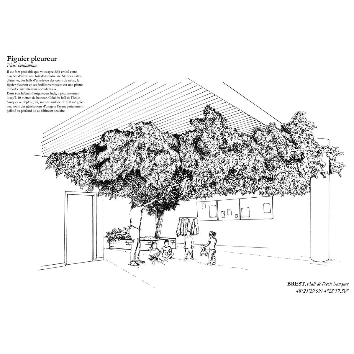 Affiche A3 dessinée à la main par Paul Lornet : arbre remarquable "Figuier Pleureur" (Ficus benjamina), situé à l’École Sanquer (Brest). Impression noir et blanc en risographie.