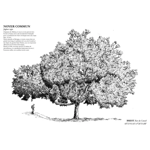 Affiche A3 dessinée à la main par Paul Lornet : arbre remarquable "Noyer Commun" (Juglans regia), situé Rue du Conseil à Brest. Impression noir et blanc en risographie.