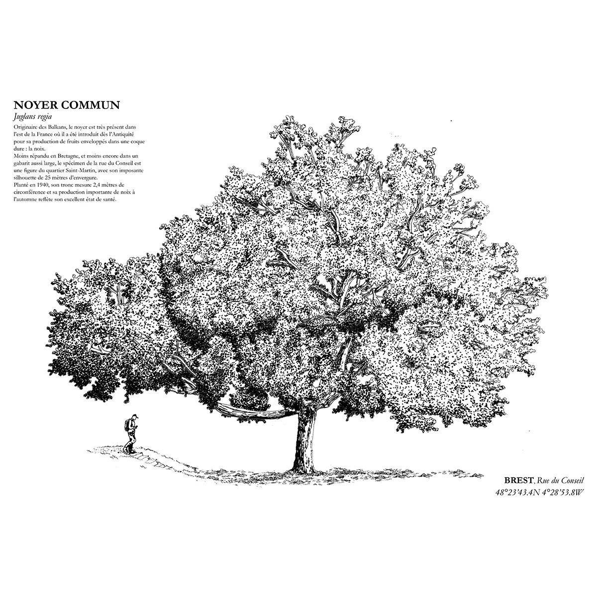 Affiche A3 dessinée à la main par Paul Lornet : arbre remarquable "Noyer Commun" (Juglans regia), situé Rue du Conseil à Brest. Impression noir et blanc en risographie.