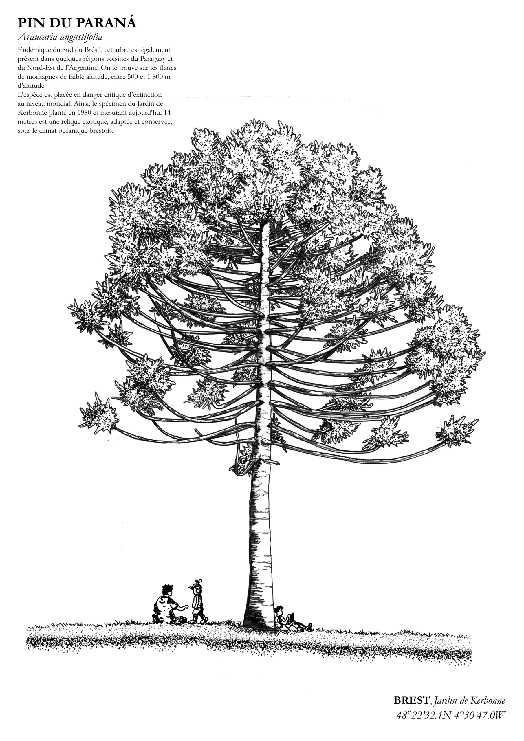 Affiche A3 dessinée à la main par Paul Lornet : arbre remarquable "Pin du Paranà" (Araucaria angustifolia), situé au Jardin de Kerbonne (Brest). Impression noir et blanc en risographie.