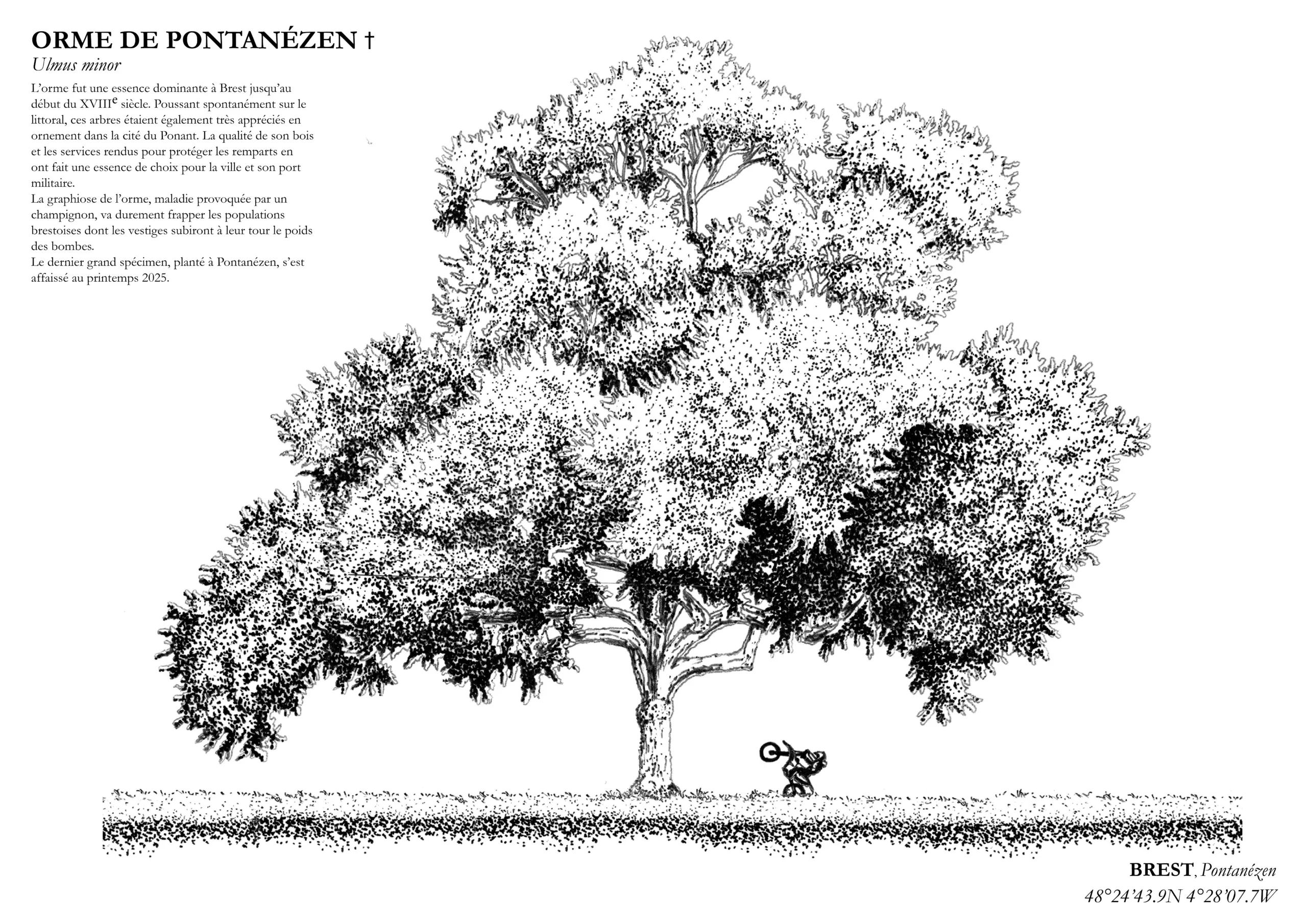Affiche A3 dessinée à la main par Paul Lornet : arbre remarquable "Orme de Pontanézen" (Ulmus minor), situé à Pontanézen (Brest). Impression noir et blanc en risographie.