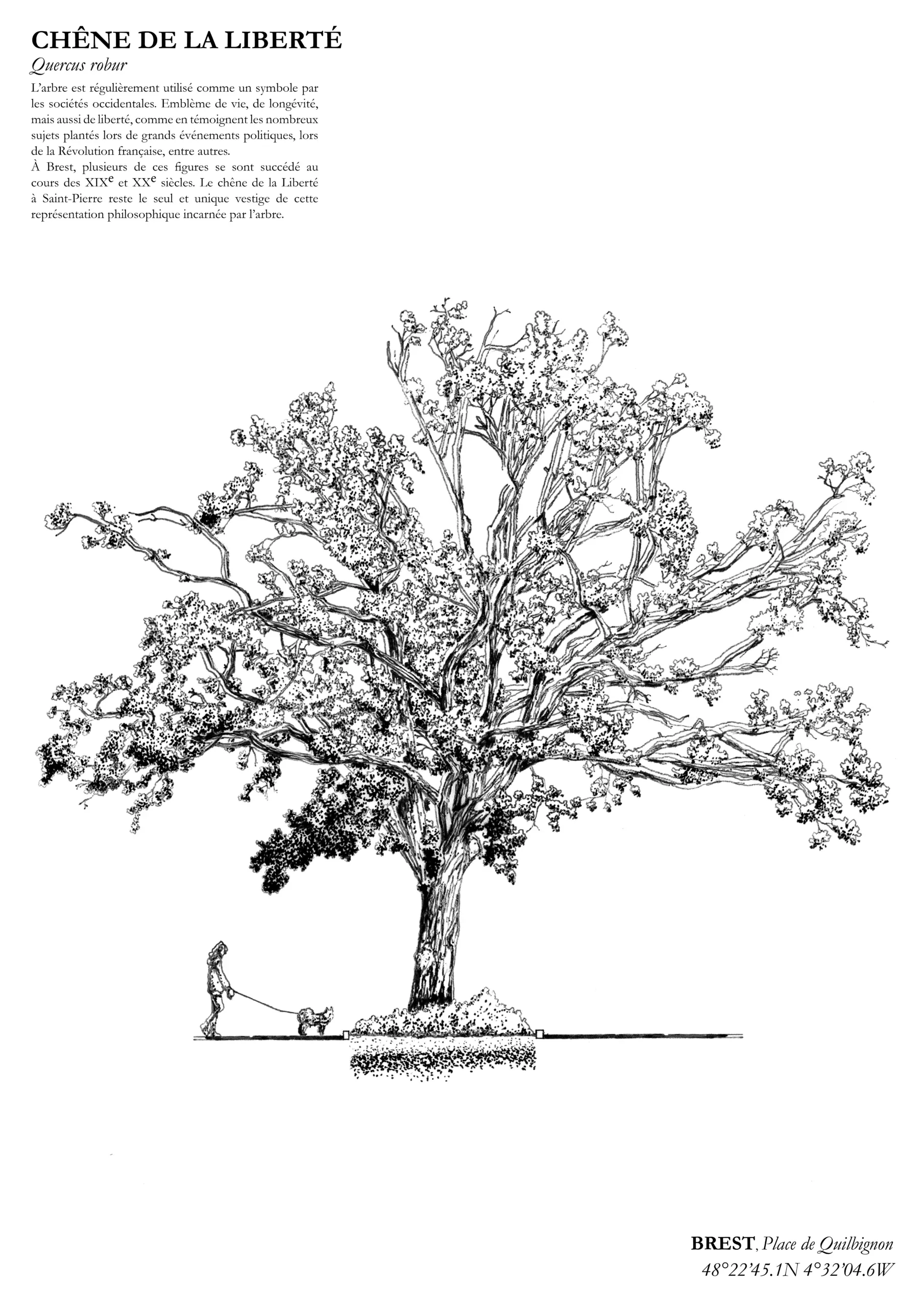 Affiche A3 dessinée à la main par Paul Lornet : arbre remarquable "Chêne de la Liberté" situé Place de Quilbignon à Saint-Pierre (Brest). Impression noir et blanc en risographie.