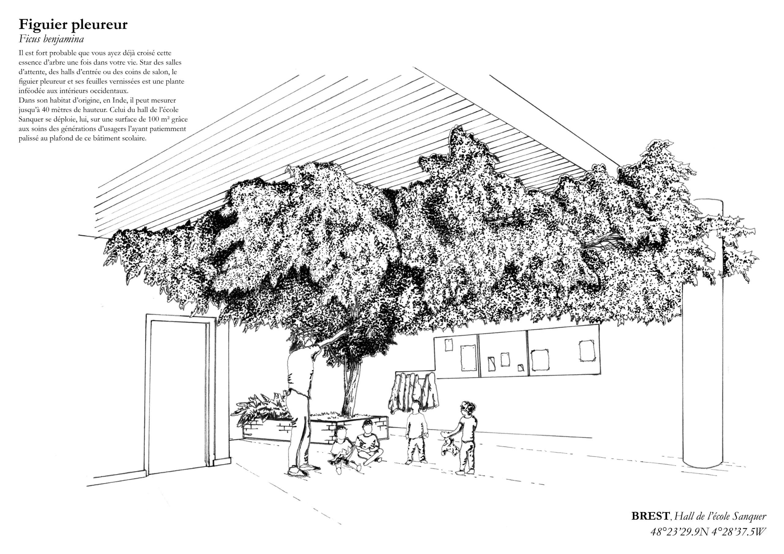 Affiche A3 dessinée à la main par Paul Lornet : arbre remarquable "Figuier Pleureur" (Ficus benjamina), situé à l’École Sanquer (Brest). Impression noir et blanc en risographie.