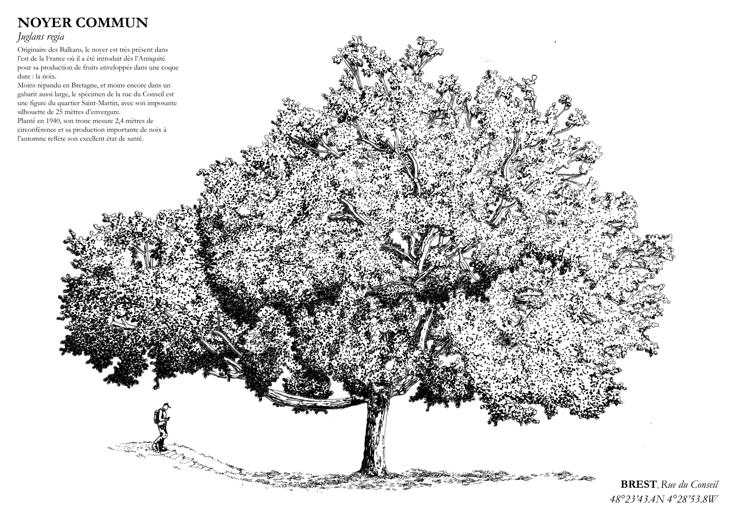 Affiche A3 dessinée à la main par Paul Lornet : arbre remarquable "Noyer Commun" (Juglans regia), situé Rue du Conseil à Brest. Impression noir et blanc en risographie.