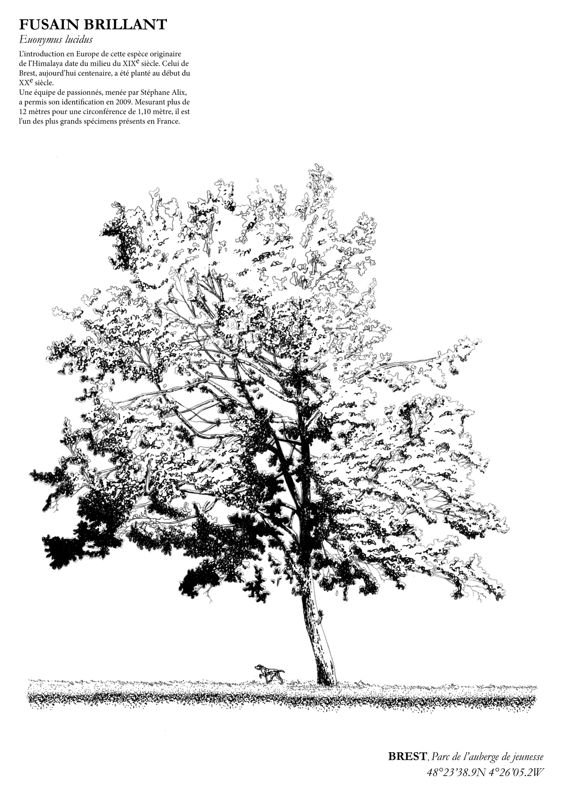 Affiche A3 dessinée à la main par Paul Lornet : arbre remarquable "Fusain Brillant" (Euonymus lucidus), situé au Parc de l’auberge de jeunesse – Moulin Blanc (Brest). Impression noir et blanc en risographie.