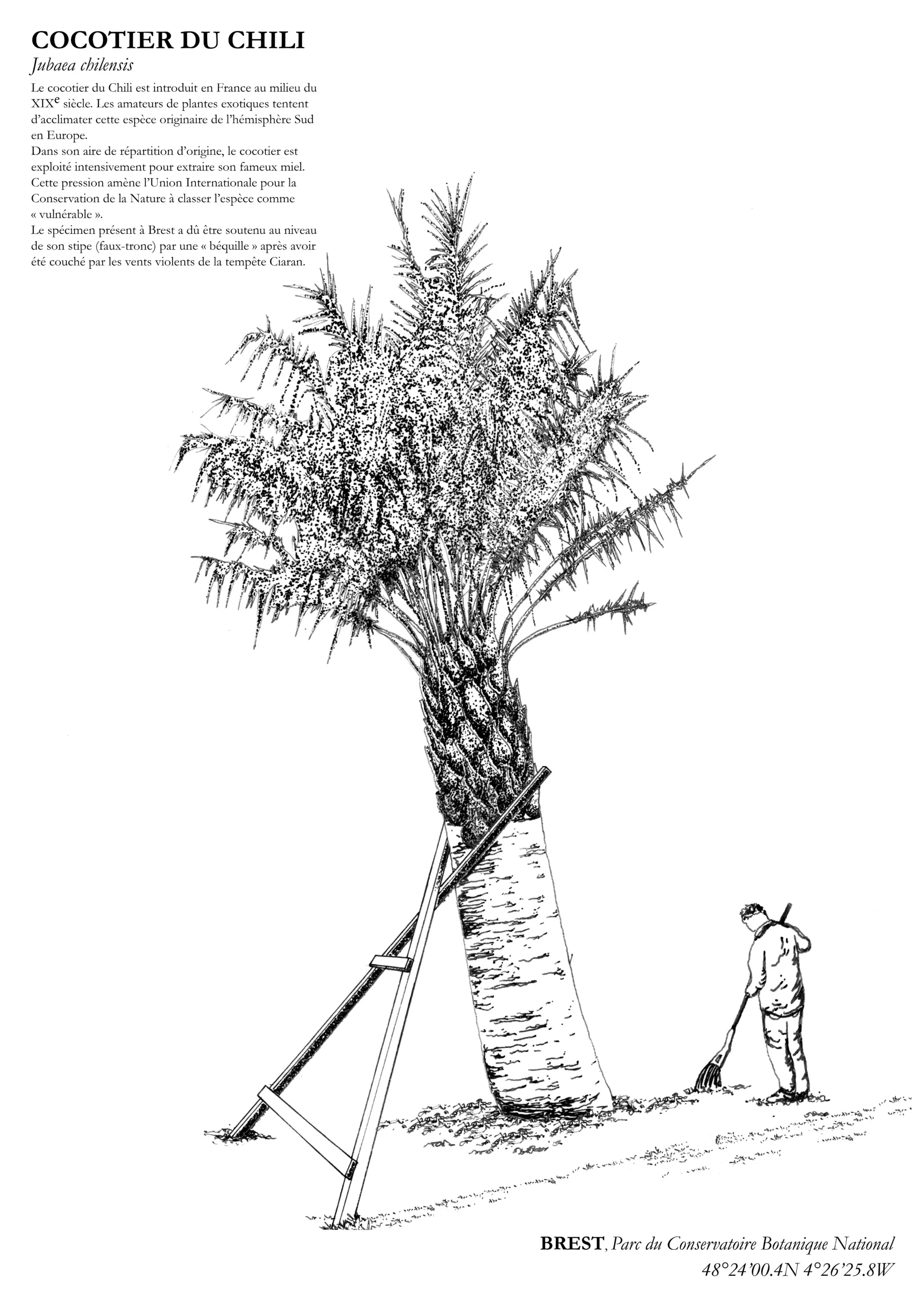 Affiche A3 dessinée à la main par Paul Lornet : arbre remarquable "Cocotier du Chili" (Jubaea chilensis), situé au Parc du Conservatoire Botanique National de Brest. Impression noir et blanc en risographie.
