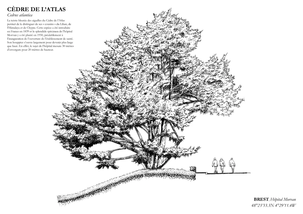 Dessin à la main arbre remarquable " Cèdre de l'Atlas" situé à hôpital Morvan (Brest). Imprimé en risographie en noir et blanc.