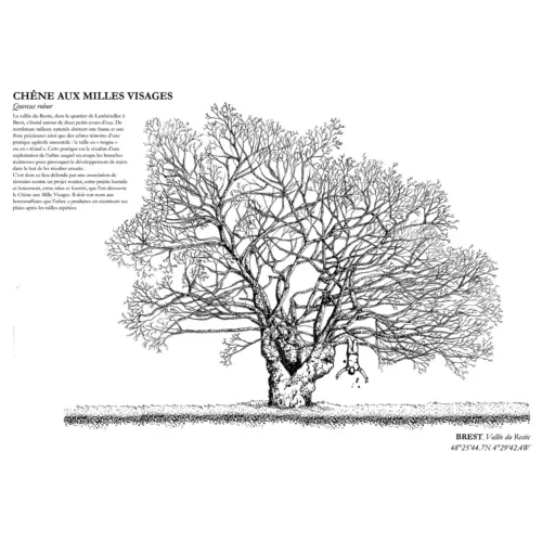 Affiche A3 dessinée à la main par Paul Lornet : arbre remarquable "Chêne aux Mille Visages" (Quercus robur), situé dans la Vallée du Restic (Brest). Impression noir et blanc en risographie.