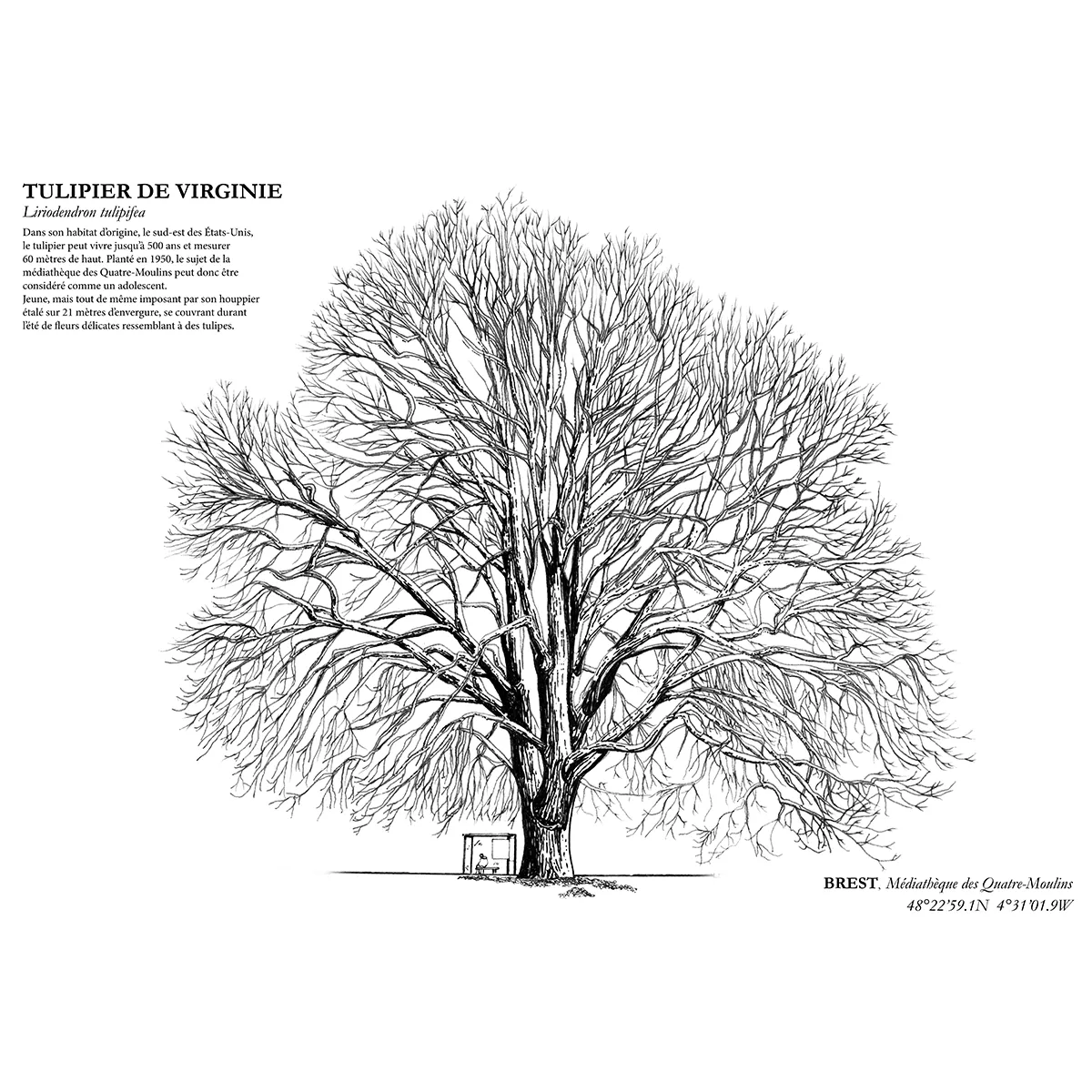 Affiche A3 dessinée à la main par Paul Lornet : arbre remarquable "Tulipier de Virginie" (Liriodendron tulipifera), situé à la Médiathèque des 4 Moulins (Brest). Impression noir et blanc en risographie.