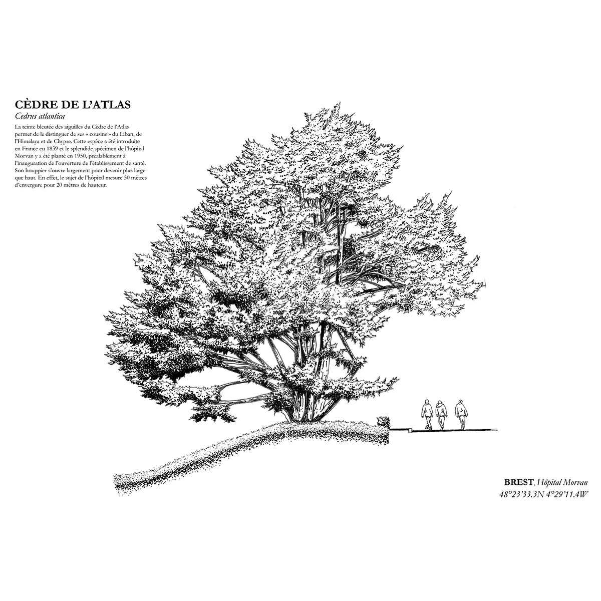 Affiche A3 dessinée à la main par Paul Lornet : arbre remarquable "Cèdre de l’Atlas" (Cedrus atlantica), situé à l’Hôpital Morvan (Brest). Impression noir et blanc en risographie.