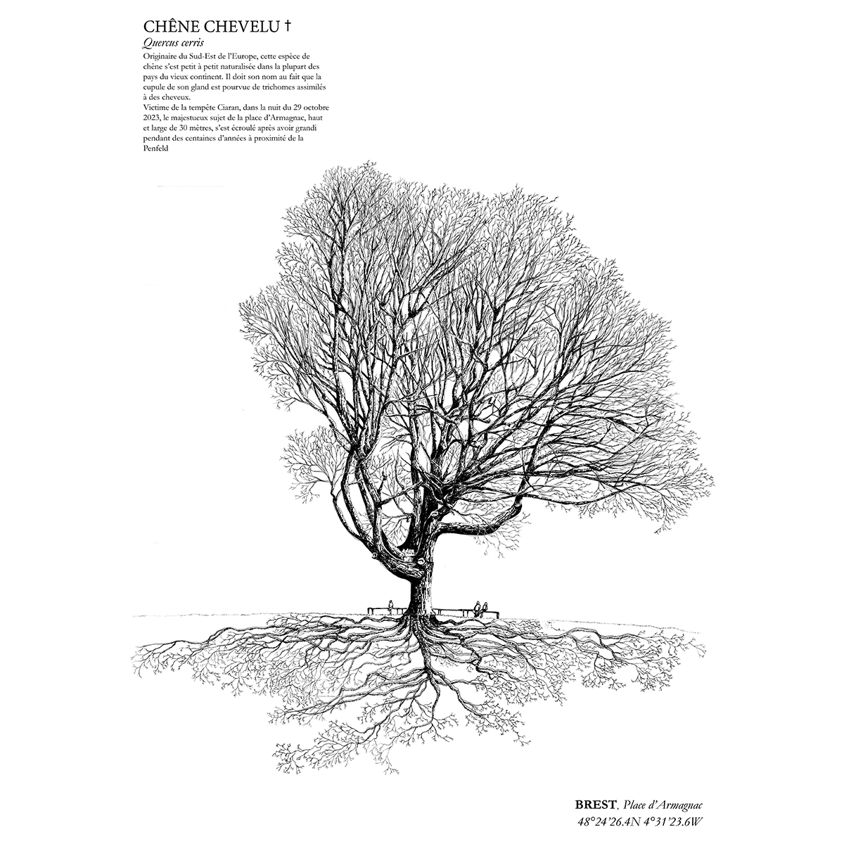 Affiche A3 dessinée à la main par Paul Lornet : arbre remarquable "Chêne Chevelu" (Quercus cerris), situé Place d’Armagnac, Rive de la Penfeld (Brest). Impression noir et blanc en risographie.