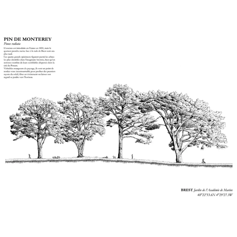 Affiche A3 dessinée à la main par Paul Lornet : arbre remarquable "Pin de Monterey" (Pinus radiata), situé au Jardin de l’Académie de Marine (Brest). Impression noir et blanc en risographie.