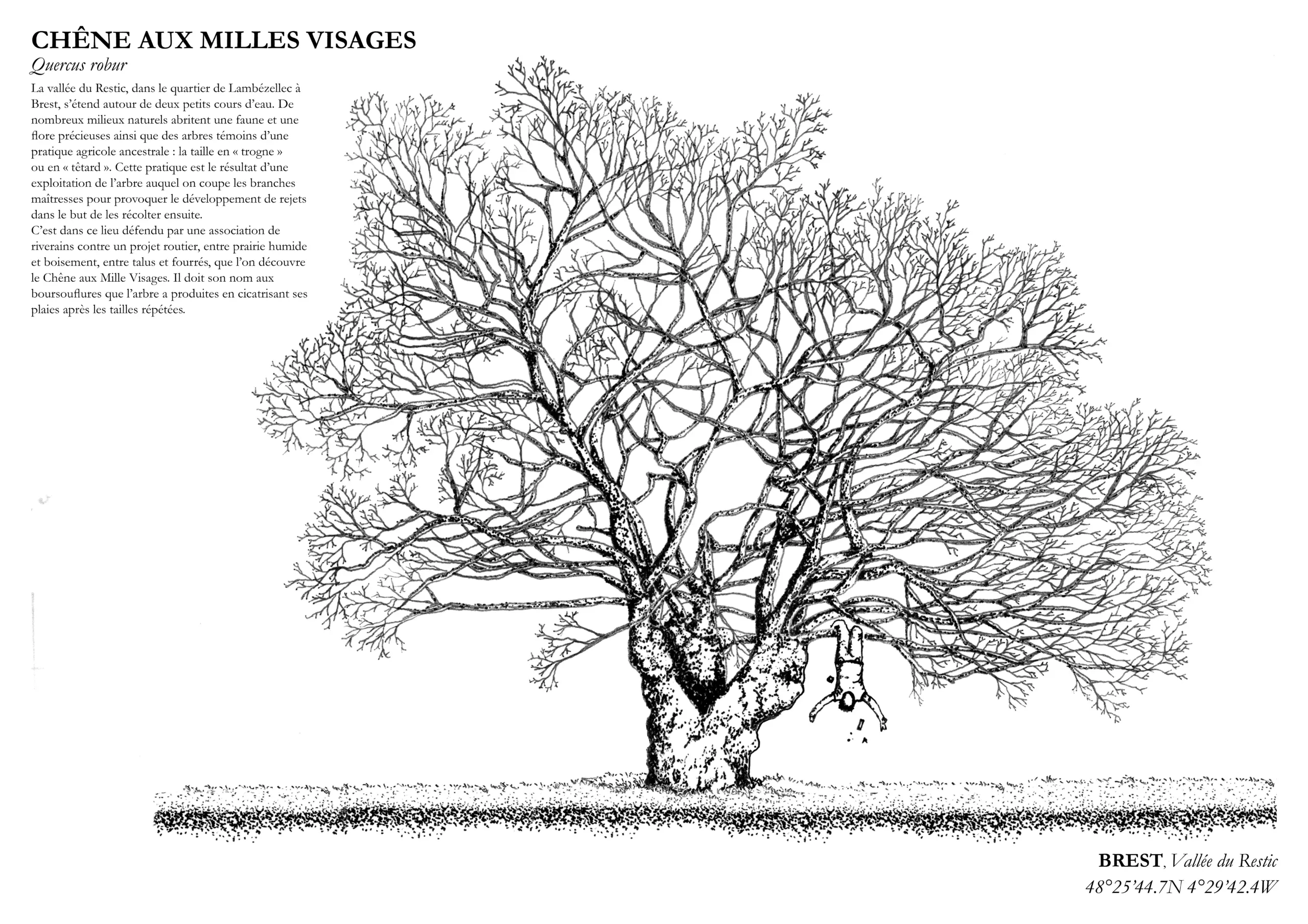 Affiche A3 dessinée à la main par Paul Lornet : arbre remarquable "Chêne aux Mille Visages" (Quercus robur), situé dans la Vallée du Restic (Brest). Impression noir et blanc en risographie.