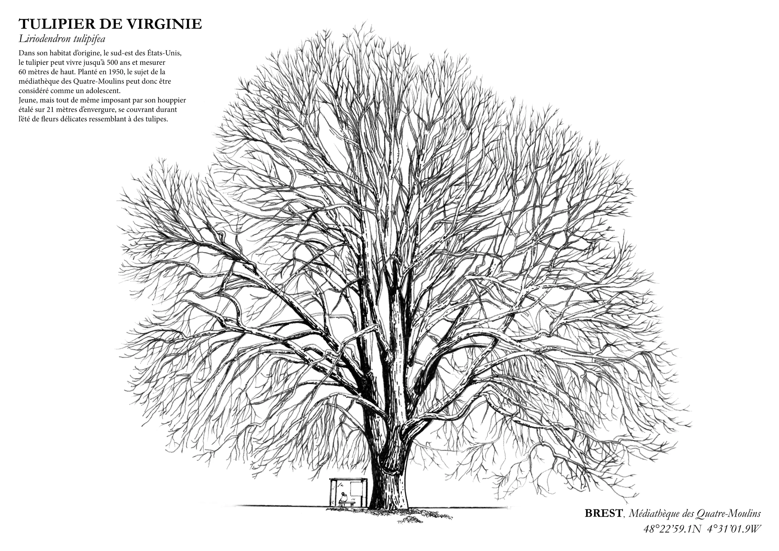 Affiche A3 dessinée à la main par Paul Lornet : arbre remarquable "Tulipier de Virginie" (Liriodendron tulipifera), situé à la Médiathèque des 4 Moulins (Brest). Impression noir et blanc en risographie.