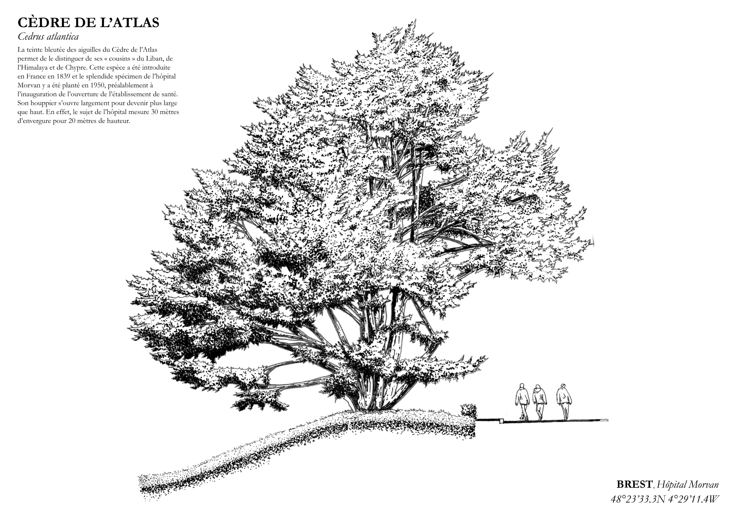 Dessin à la main arbre remarquable " Cèdre de l'Atlas" situé à hôpital Morvan (Brest). Imprimé en risographie en noir et blanc.