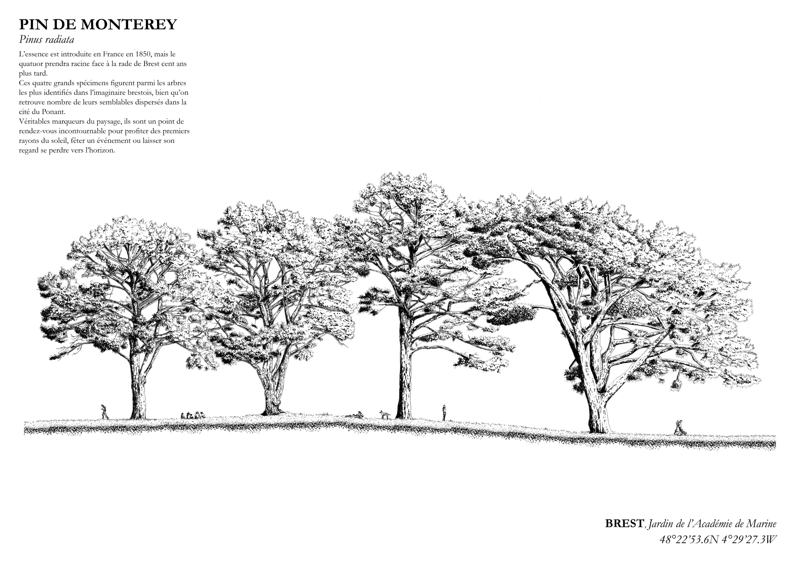 Affiche A3 dessinée à la main par Paul Lornet : arbre remarquable "Pin de Monterey" (Pinus radiata), situé au Jardin de l’Académie de Marine (Brest). Impression noir et blanc en risographie.