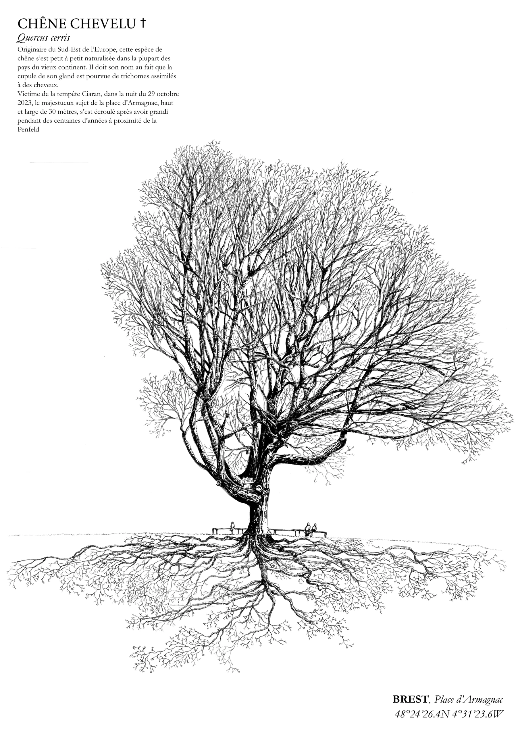 Affiche A3 dessinée à la main par Paul Lornet : arbre remarquable "Chêne Chevelu" (Quercus cerris), situé Place d’Armagnac, Rive de la Penfeld (Brest). Impression noir et blanc en risographie.